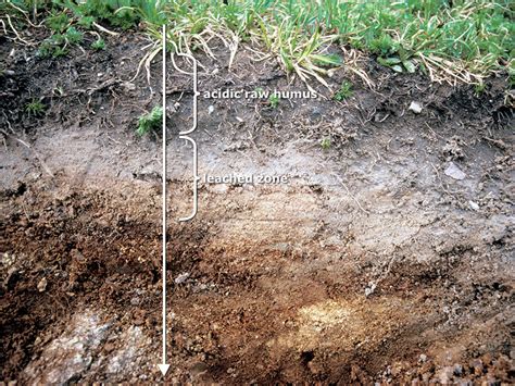 Whats Beneath Your Feet: Soil Forming Factors