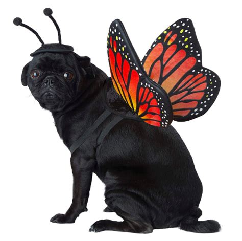 Monarch Butterfly Dog Costume - Useless Things to Buy!