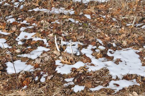 When Do Deer Shed Their Antlers? The Factors That Affect The Yearly ...