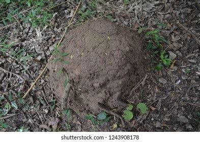 Termite Mounds Look Like Little Hill Stock Photo 1243908178 | Shutterstock