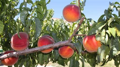 Colorado Freestone Peaches | To-Table