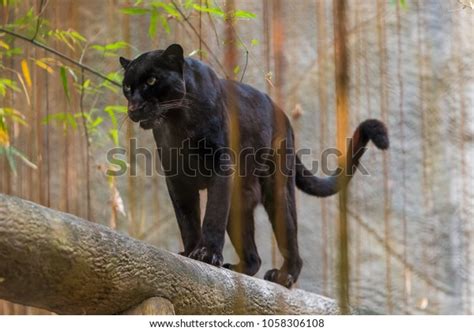 Black Panther Melanistic Color Variant Any Stock Photo 1058306108 ...