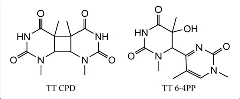 | Structure of the main UV induced pyrimidine dimers, including CPD... | Download Scientific Diagram