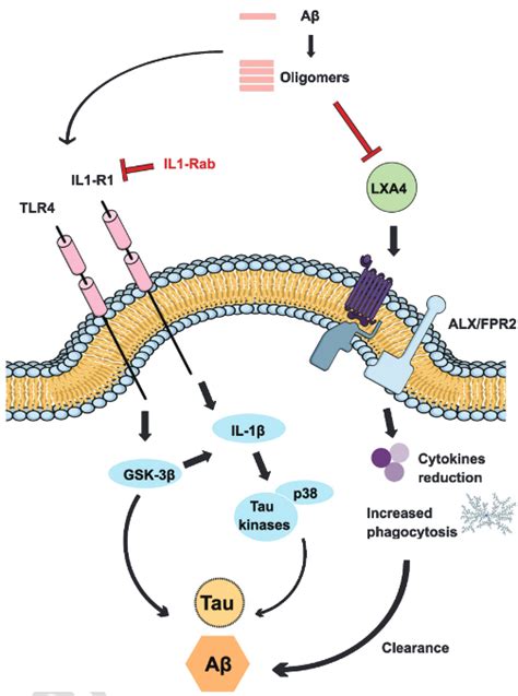 Cell signaling pathways step-by-step