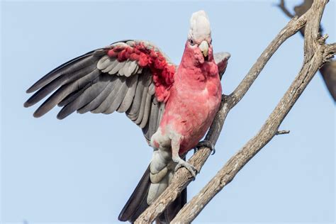 Galah Cockatoo in Australia 24737140 Stock Photo at Vecteezy