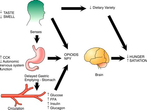 Nutrition and Aging: Changes in the Regulation of Energy Metabolism With Aging | Physiological ...