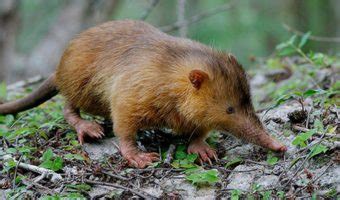 Cuban Solenodon - Facts, Venom & Habitat Information