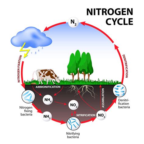 Nutrient Cycles – Nature Journals