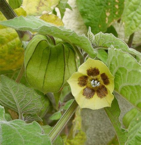 Ground Cherry Seeds physalis Peruviana Rare Heirloom Plant | Etsy Canada