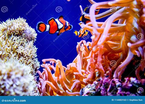 Colorful sea creatures stock image. Image of swim, blue - 114483163