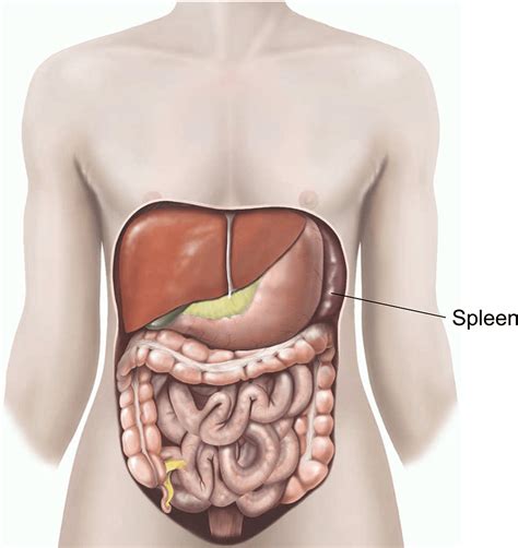 Elective splenectomy | healthdirect