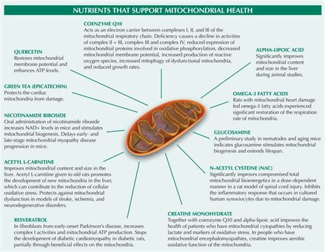 132 best images about Mitochondrial Disease on Pinterest | Health ...