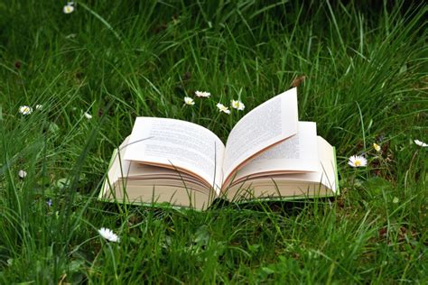 Free picture: learning, book, grass, knowledge, daisy, nature, plant