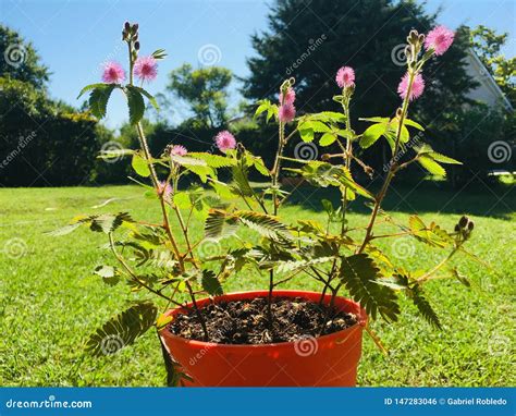 Mimosa Pudica stock photo. Image of growth, garden, tropical - 147283046