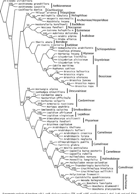 Brassicaceae | Semantic Scholar