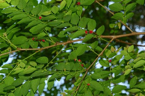 Sauropus androgynus (Phyllanthaceae) image 33894 at PhytoImages.siu.edu