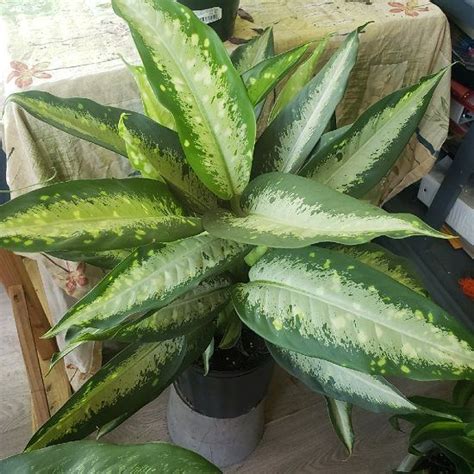 20 Best Indoor Dieffenbachia Varieties! | Plants, Household plants ...