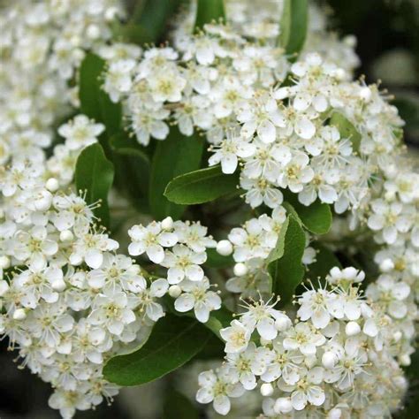 Pyracantha 'Red Column' | Firethorn Hedge | Hedges Direct