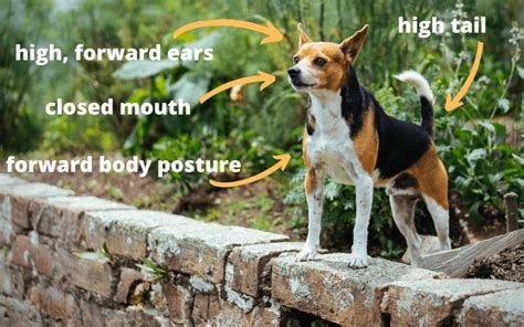 Dog Body Language 101: Understanding Dog Communication