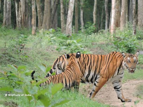 Complete list of all Wildlife Sanctuaries of Karnataka, India