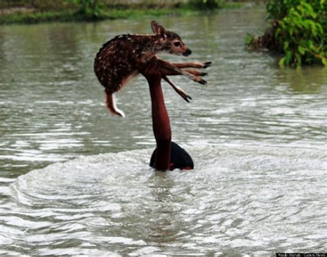 The Wild Animals Of Bangladesh