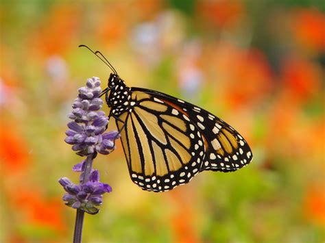 Habitat is Critical for Struggling Monarch Butterflies | Conservation Federation of Missouri