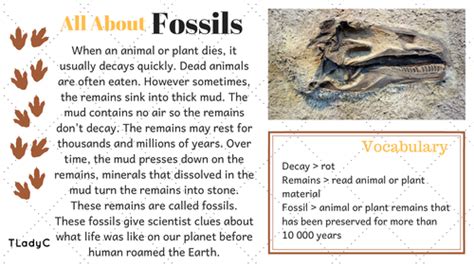 Fossils Fun Facts | Teaching Resources