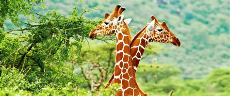 Stock - South Africa Kruger Safari - Sabi Sands Safari - Giraffes ...