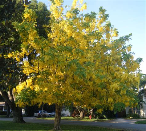 In Full Bloom: Golden Rain Tree in Naples Florida | Golden rain tree ...