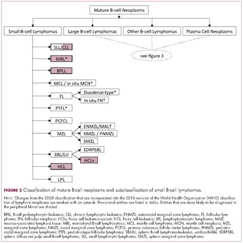 Demystifying the diagnosis and classification of lymphoma: a guide to ...