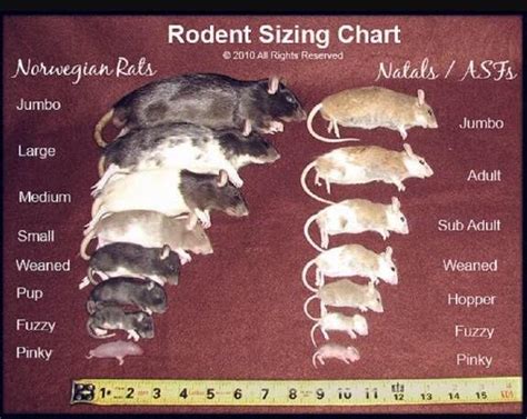 Mouse size to rat size conversion chart?