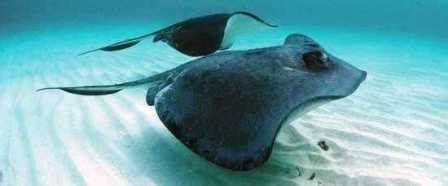 Stingray Facts Species Information