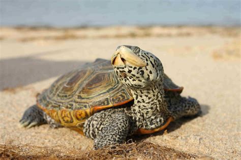 adult female northern diamondback terrapin | Insects, Amphibians, Reptiles... | Pinterest ...