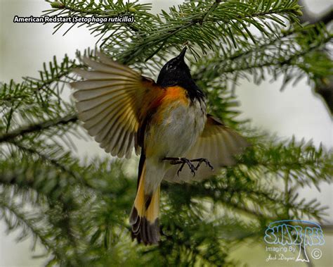 Tag: Lesser Slave Lake Provincial Park | shadeTreeImaging