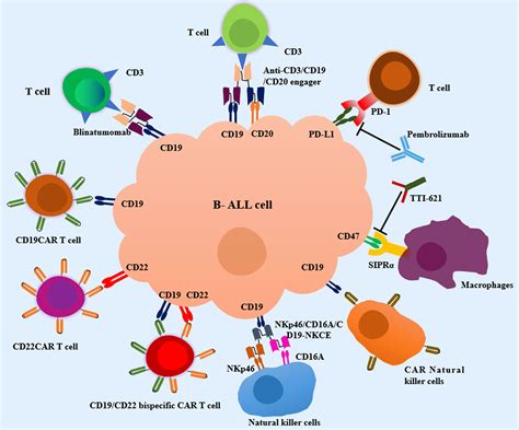 Frontiers | Immunotherapy for Pediatric Acute Lymphoblastic Leukemia: Recent Advances and Future ...