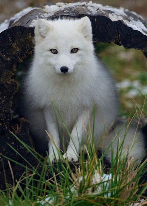 29 best ♡white fox♡ images on Pinterest | White fox, Foxes and Arctic fox