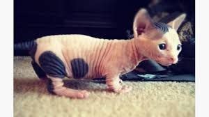 Dwelf Cat Breed Information, Pictures, Characteristics & Facts - Anifa Blog | Hairless cat, Pets ...