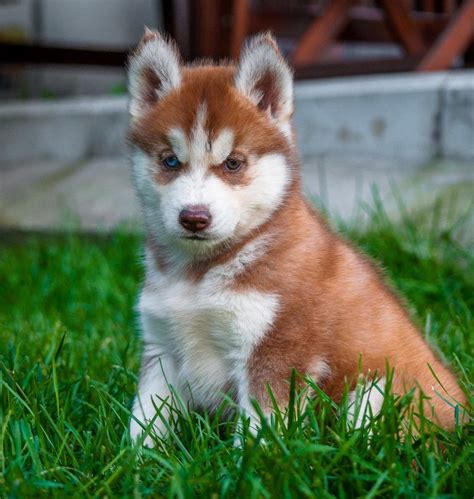 The Siberian Husky Dog Breed Information Center | Red husky puppies ...