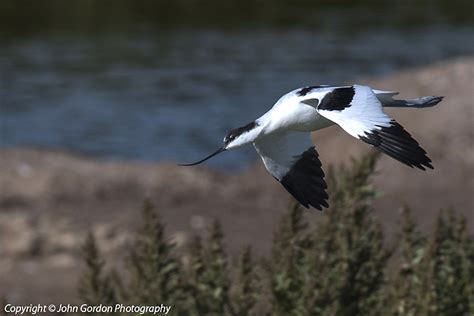 Nikon P1000 Review Birding - bmp-bonkers