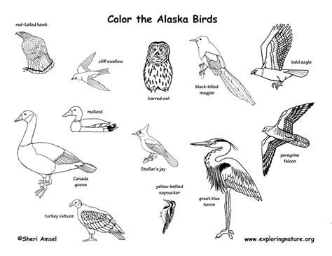 Alaska State Bird Coloring Page