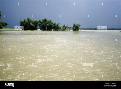 Trees in water of Kosi river flood of Bihar 2008 in Purniya district ...