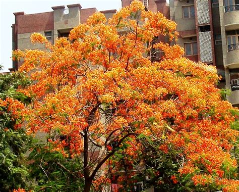 Dwarka Parichay News - Info Services: Enjoy a beautiful gulmohar tree ...