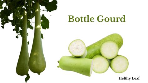 Bottle Gourd Nutrition Facts | peacecommission.kdsg.gov.ng
