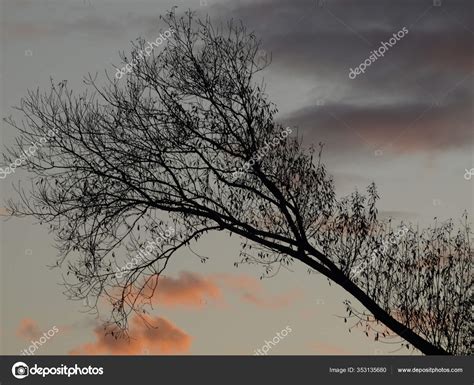 Silhouette Tree Black Background Stock Photo by ©PantherMediaSeller 353135680