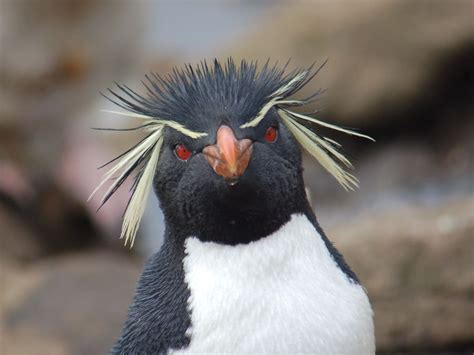 14 Facts About Rockhopper Penguin - Facts.net