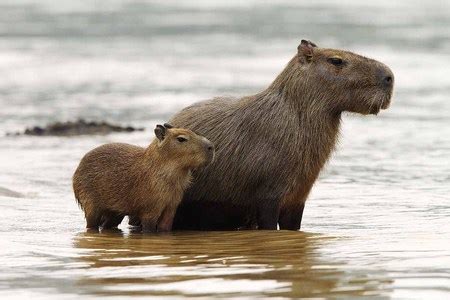 Adaptations - Save the Capybara!