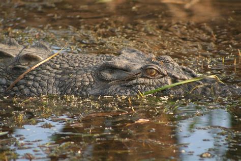 Fascinating Facts About The Australian Saltwater Crocodile