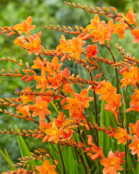 Crocosmia 'Peach Melba' corms — Buy peach montbretia online at Farmer ...