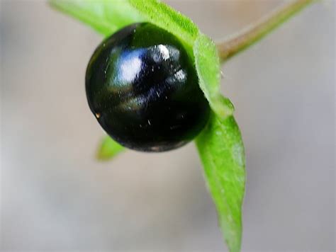 Deadly Nightshade (Atropa belladonna) Identification Guide