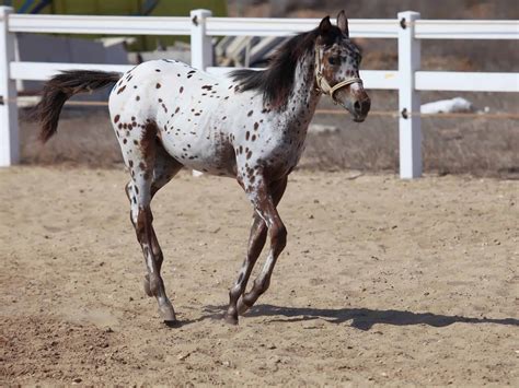 20 Gorgeous Images Of Appaloosa Horses To Make Your Day